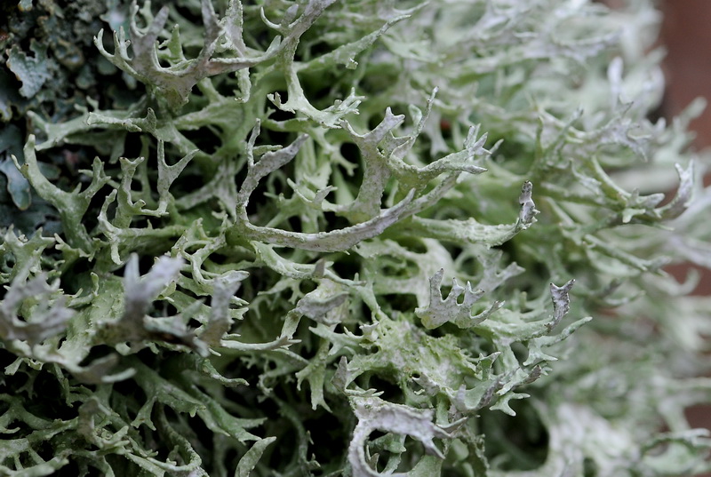 Licheni di Vallombrosa